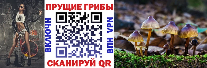 Псилоцибиновые грибы прущие грибы  Кубинка 